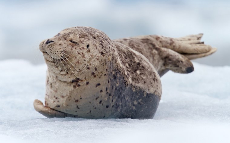 Белек тюлень