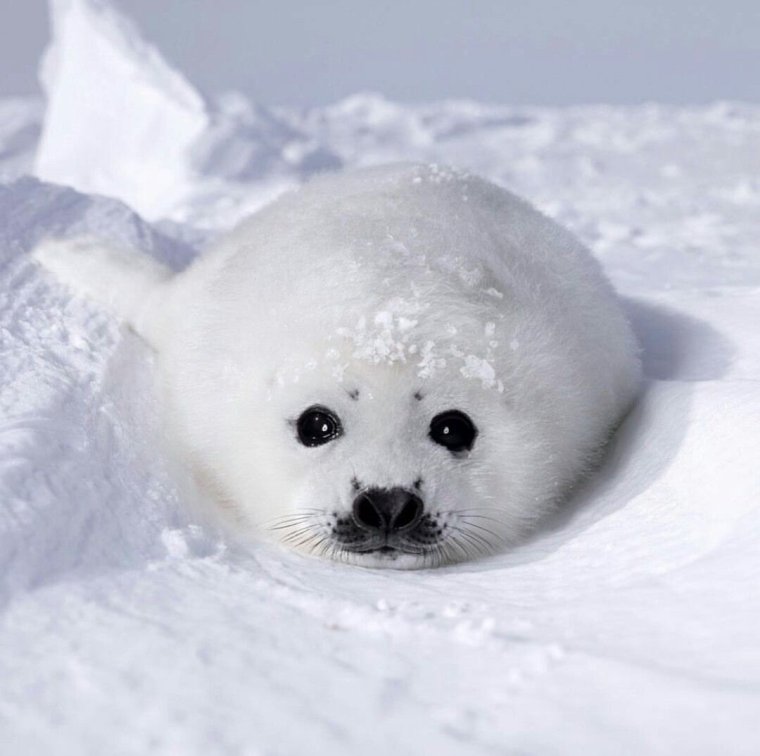 Кольчатая Нерпа Белек