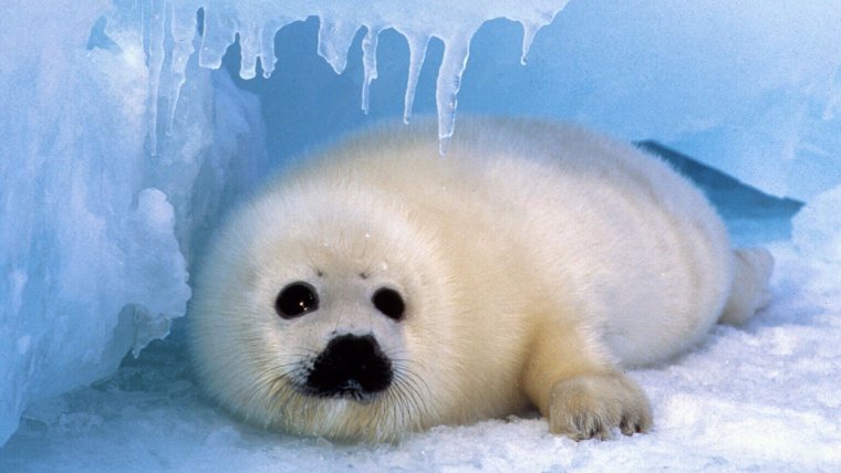 Байкальская Нерпа Белек