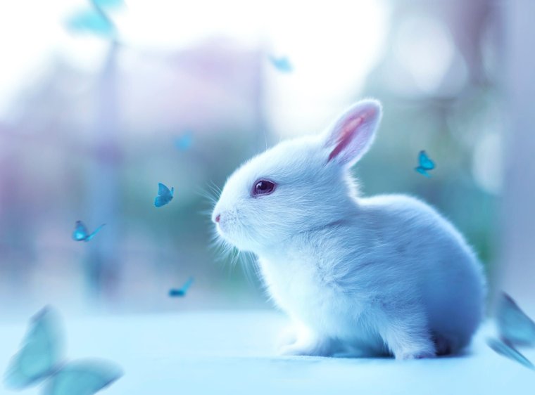 Белый кролик