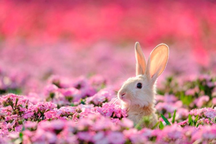 Зайчик в цветах