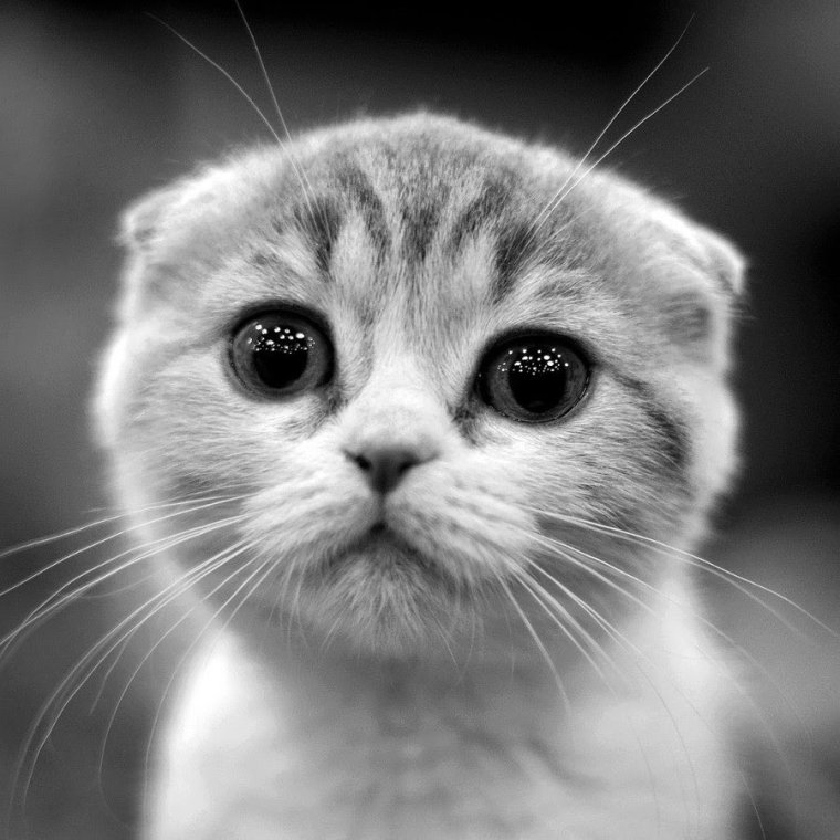 Котики милота