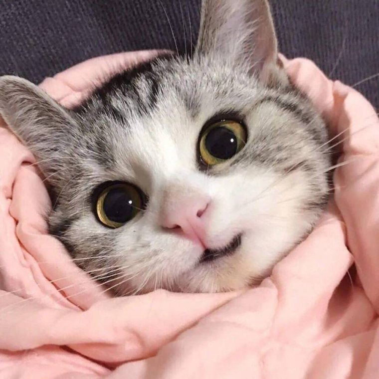 Милая кошка