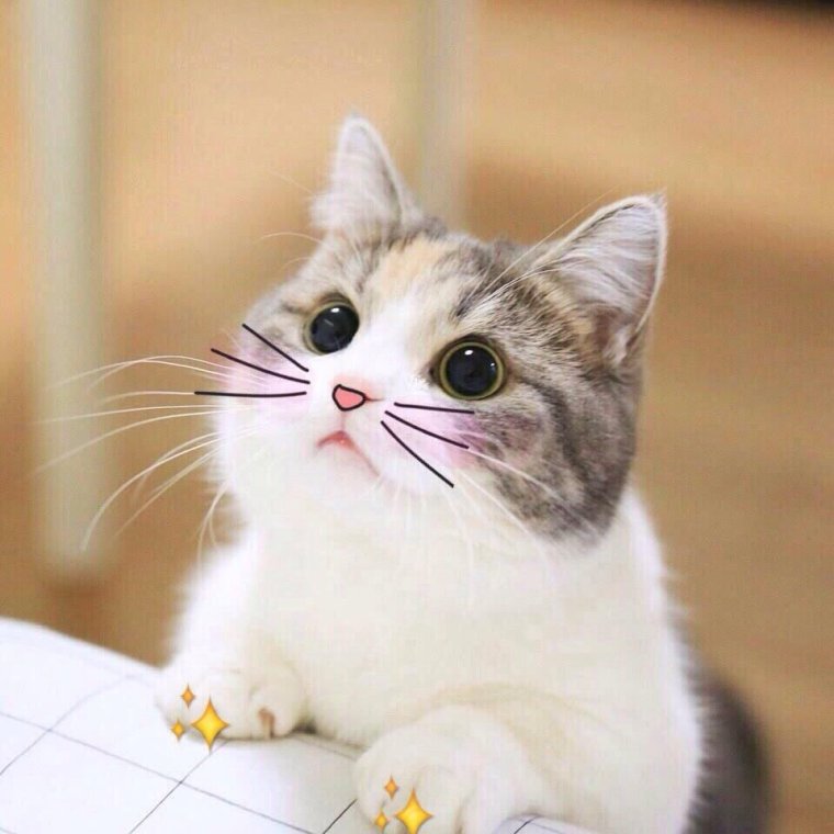 Котик улыбается мило