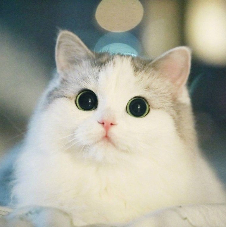 Няшные котики