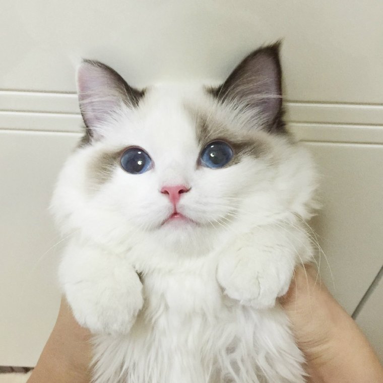 Милые котики с розовыми щечками