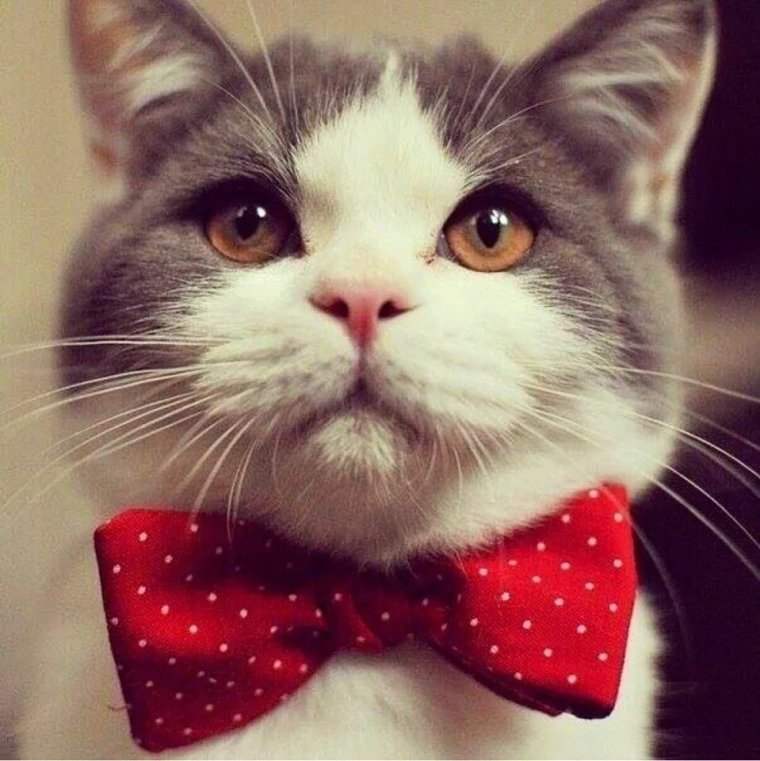 Кот в бинтах