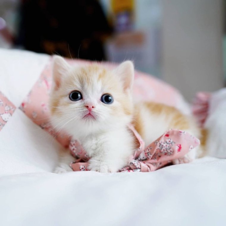 Милые котики купить Минусинск милые котики