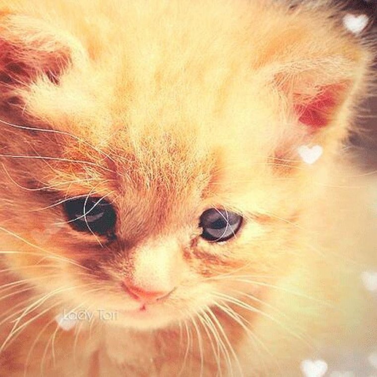 Милые картинки на аву