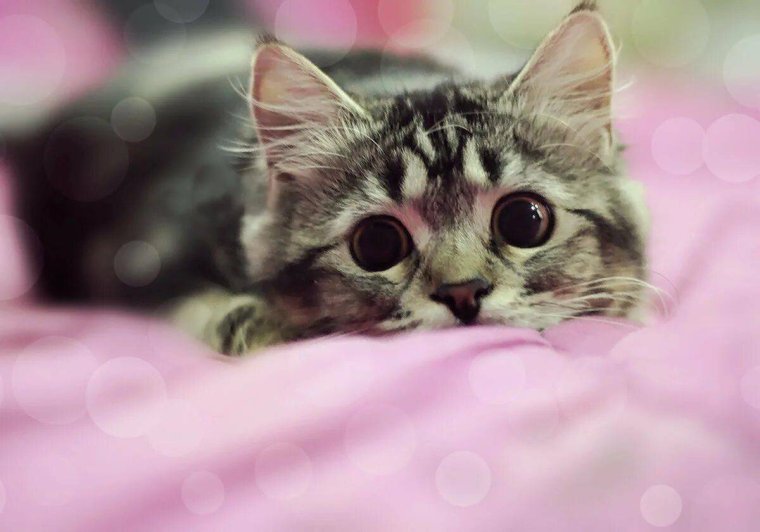 Милые котики