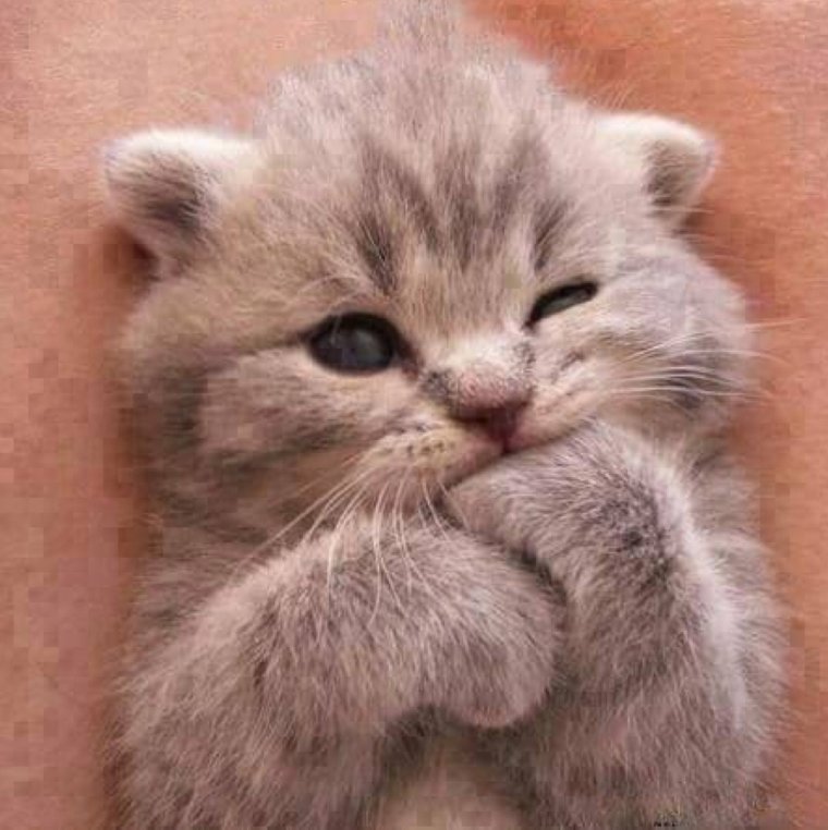 Умильные котята