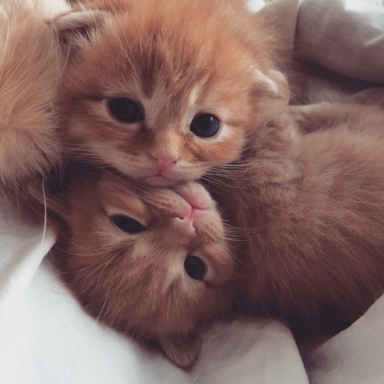 Котенок чмок