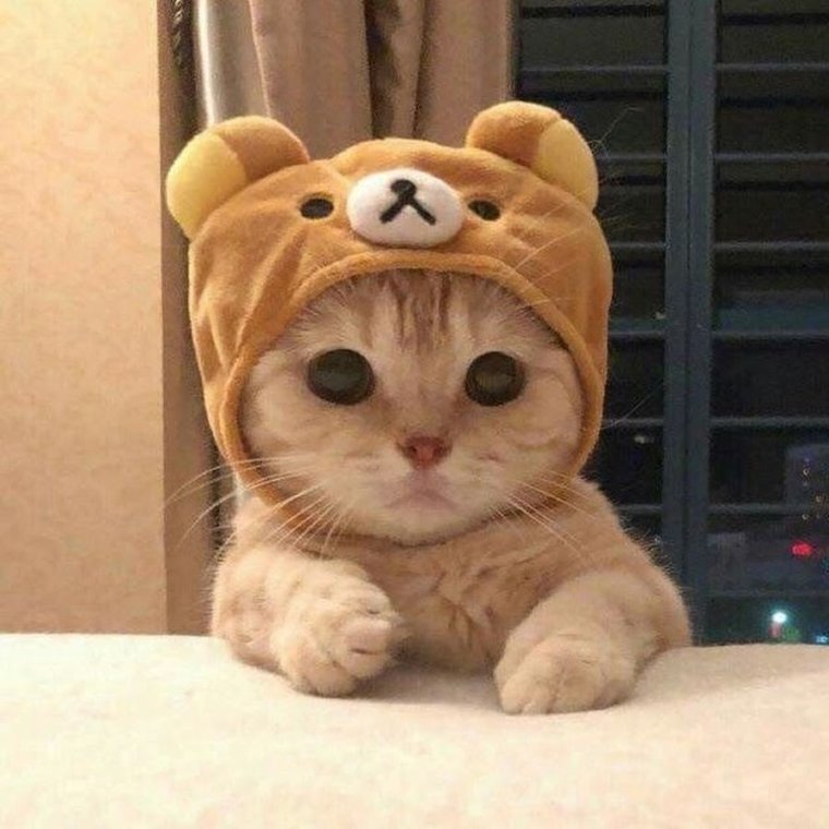 Кот в капюшоне милый