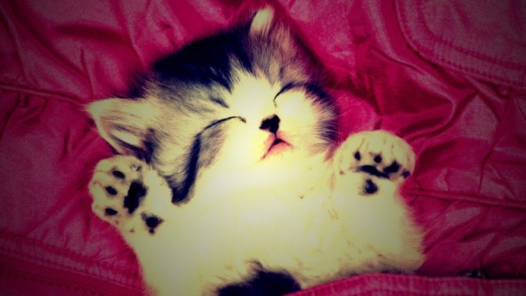 Милые котики