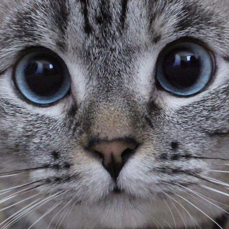 Кошачья мордочка