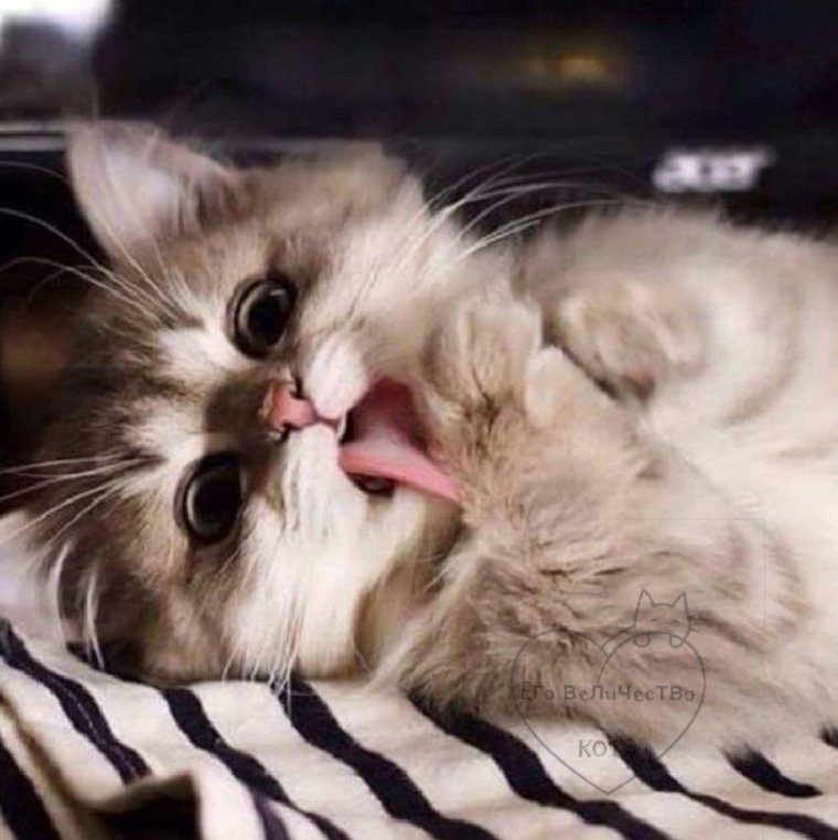 Самый нежный котик