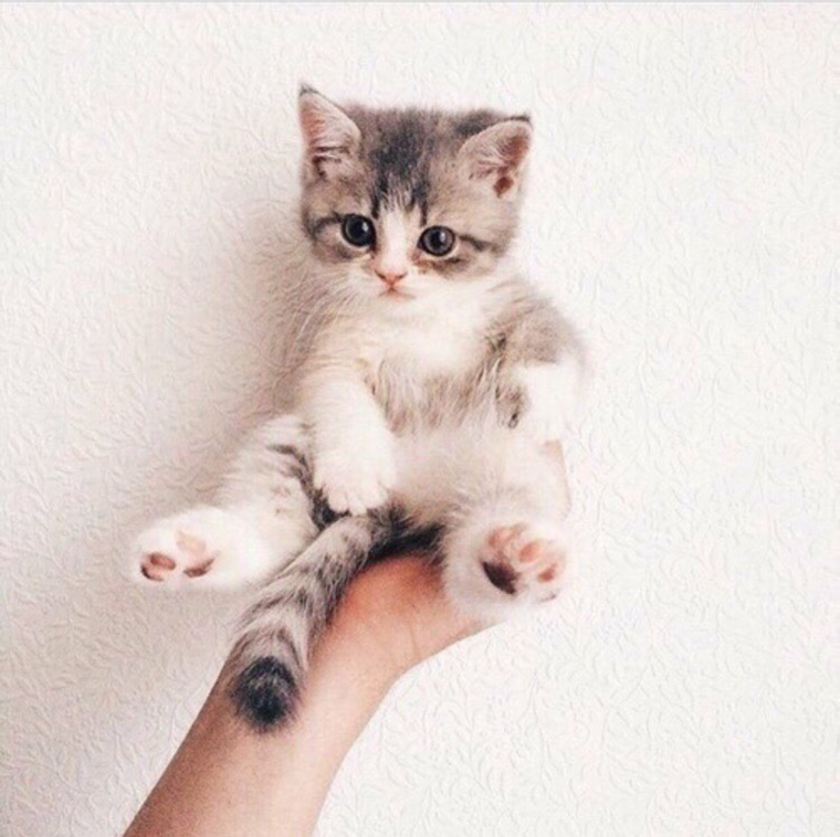 Кошки маленькие милые