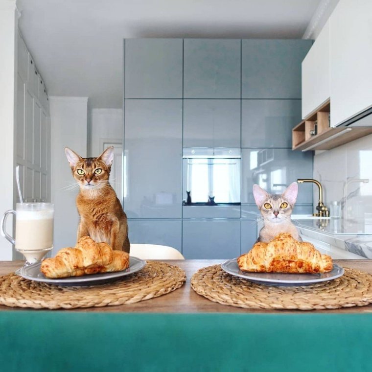 Кот Инстаграм популярный