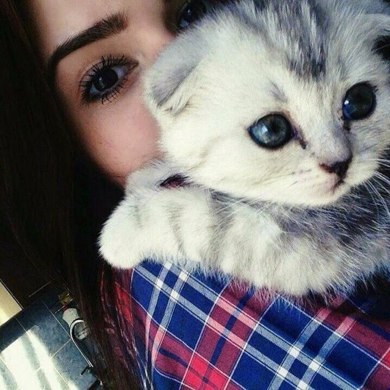 Кисе на аву