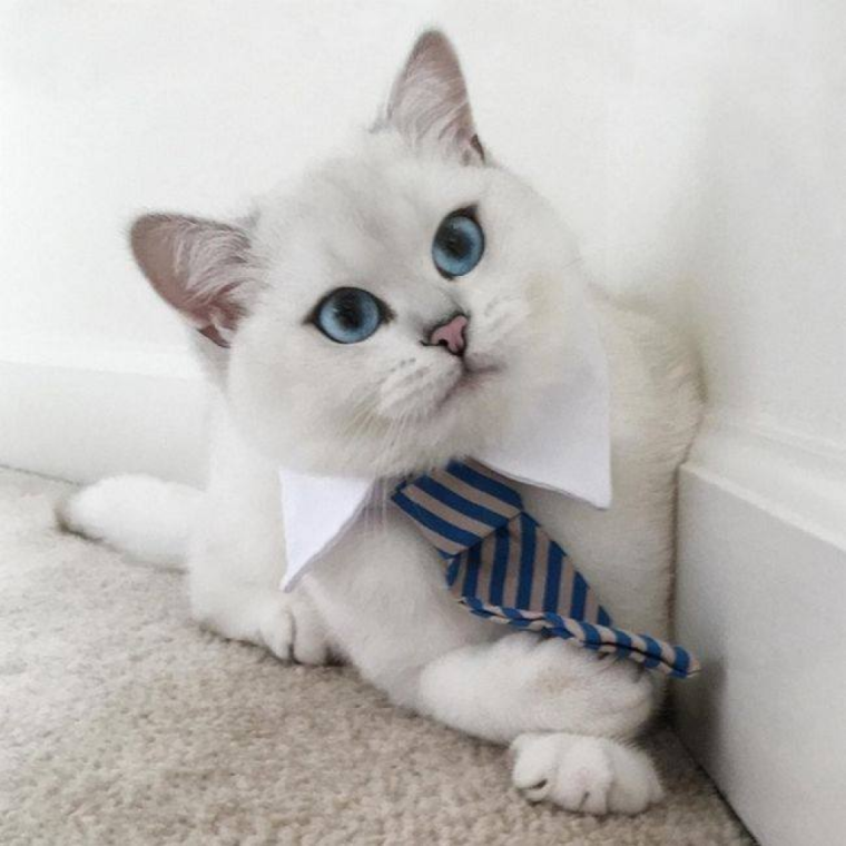 Британская шиншилла Коби