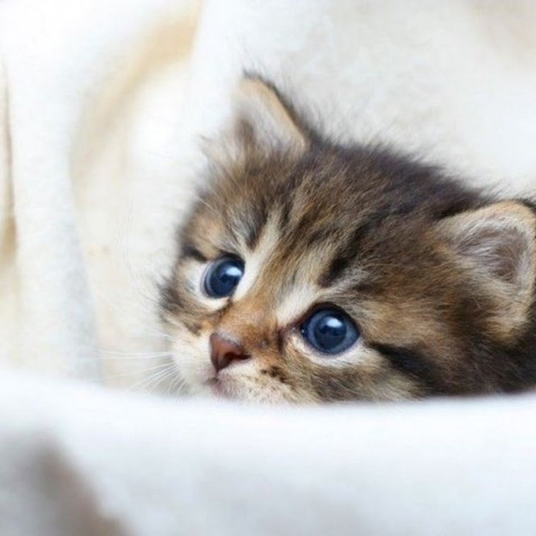 Кошки маленькие милые