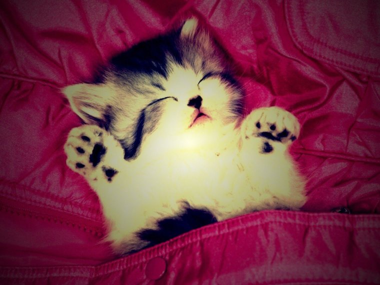 Самые милые кошки