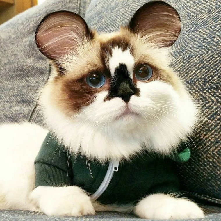 Манчкин (порода кошек)