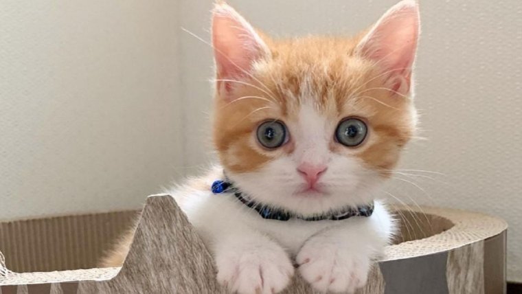 Котята для инстаграмма