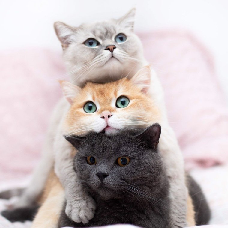 Три милых котенка