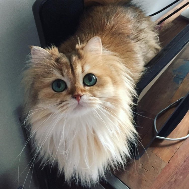 Очаровательный пушистый кот