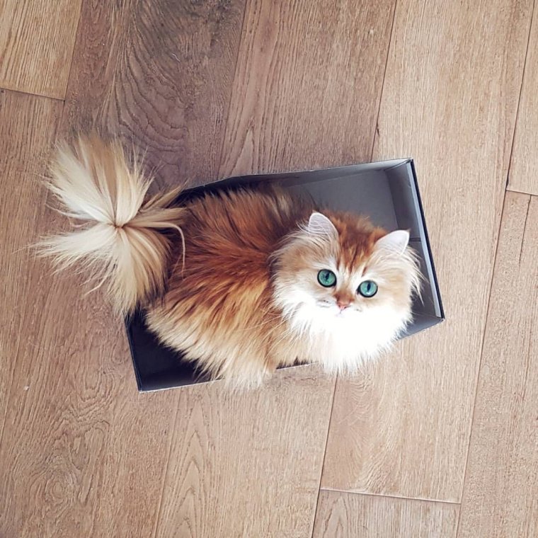 Котята для инстаграма