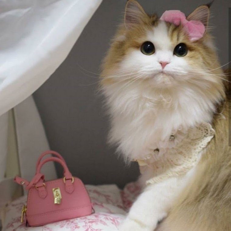 Кошачья принцесса