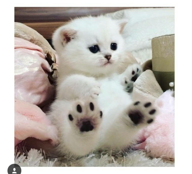 Самые мимимишные котики