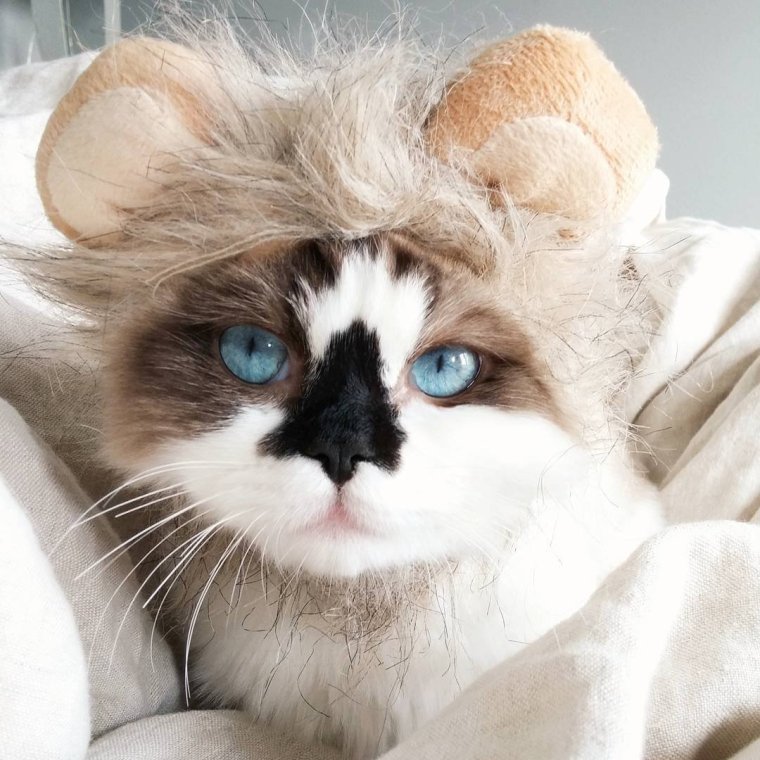 Манчкин голубоглазый