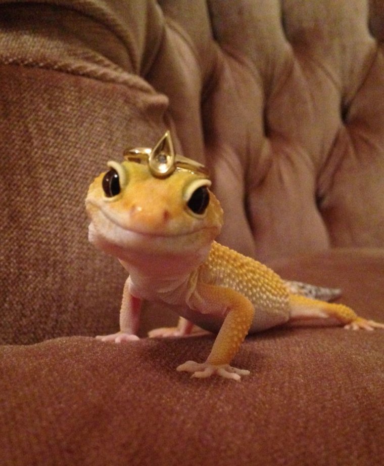 Ящерица эублефар