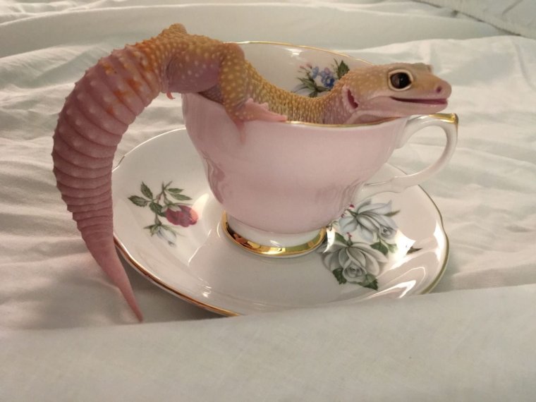 Эстетичные ящерицы