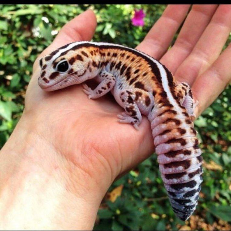 Эублефар полосатый