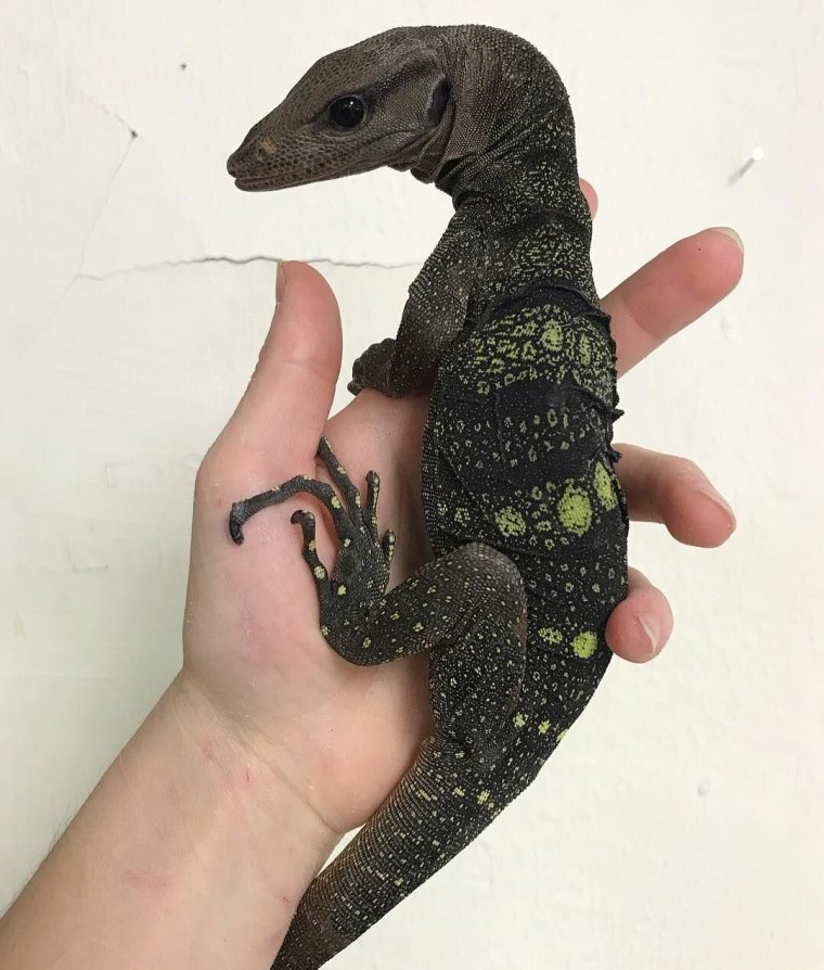 Комодский Варан детеныш
