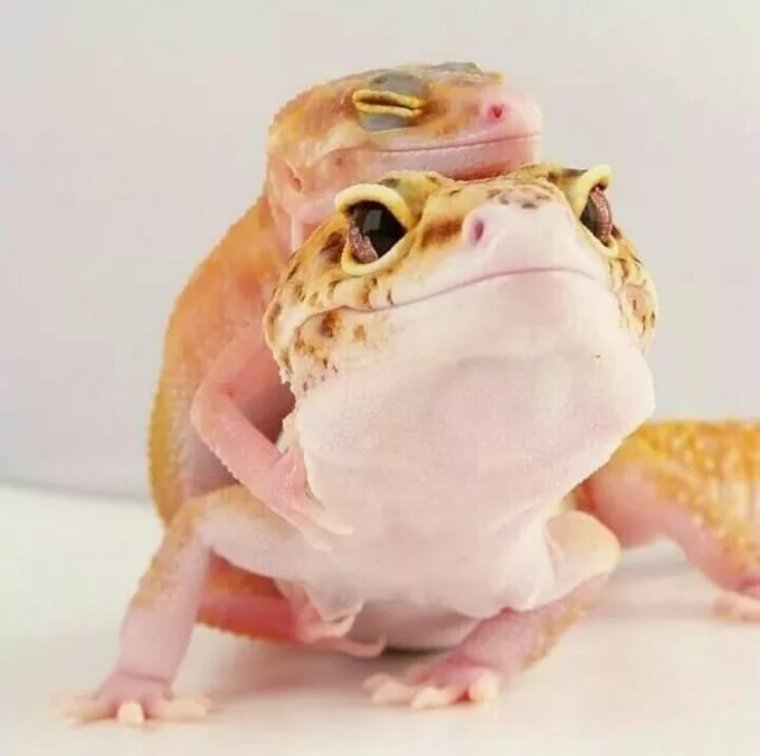 Геккон эублефар улыбка