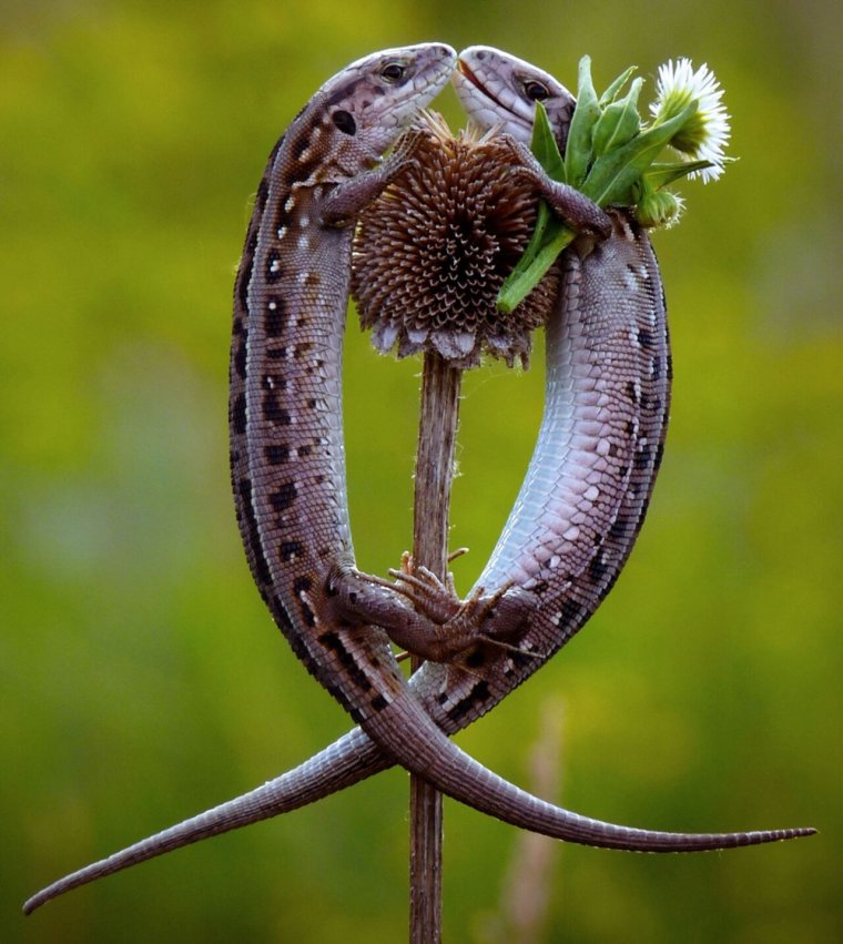 Прикольные цветы