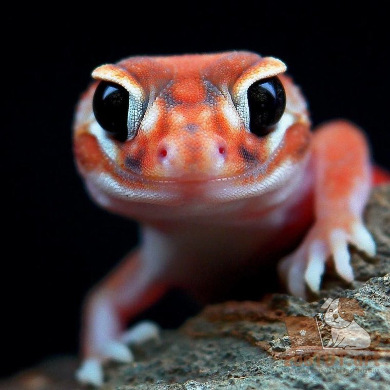 Геккон эублефар рыжий