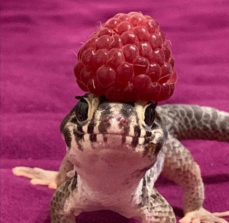 Эублефар малиновый