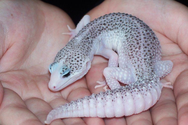 Геккон эублефар белый