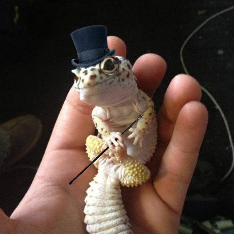 Геккон эублефар милые