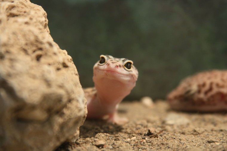 Ящерица с камерой