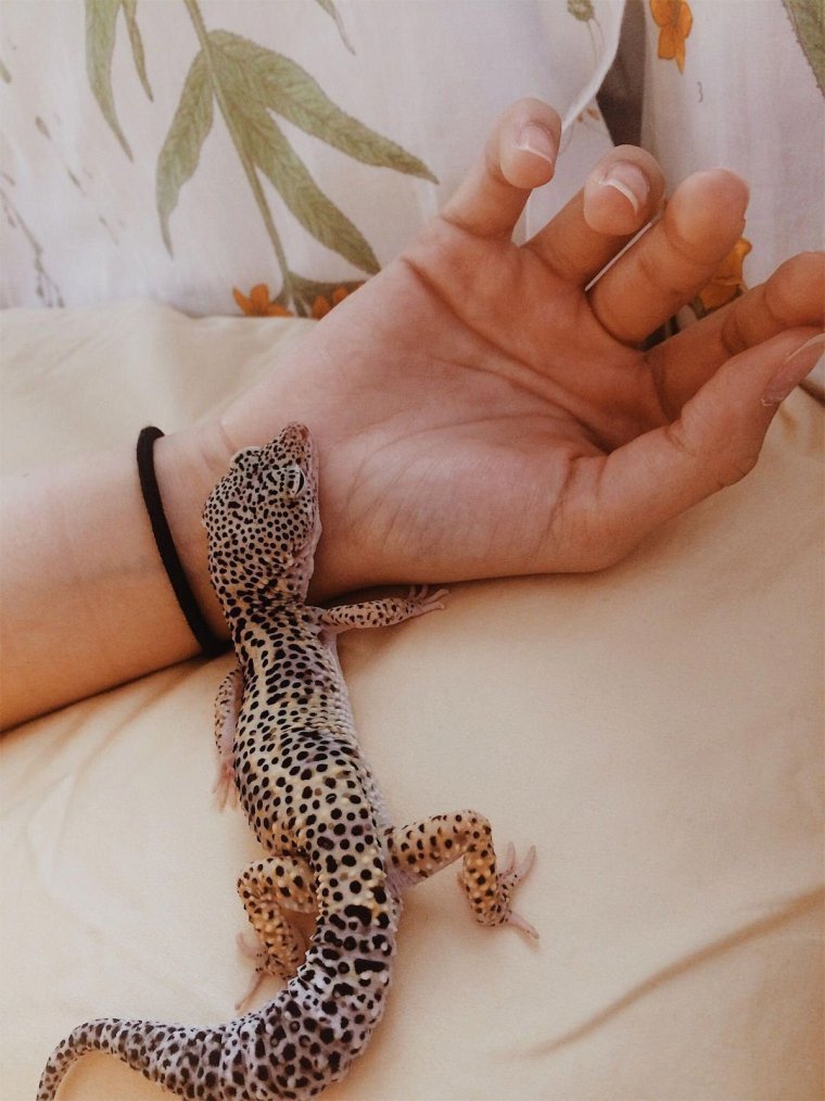 Геккон эублефар детёныш