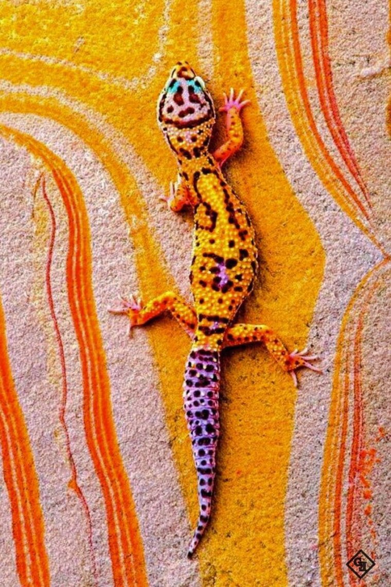 Хамелеон эублефар