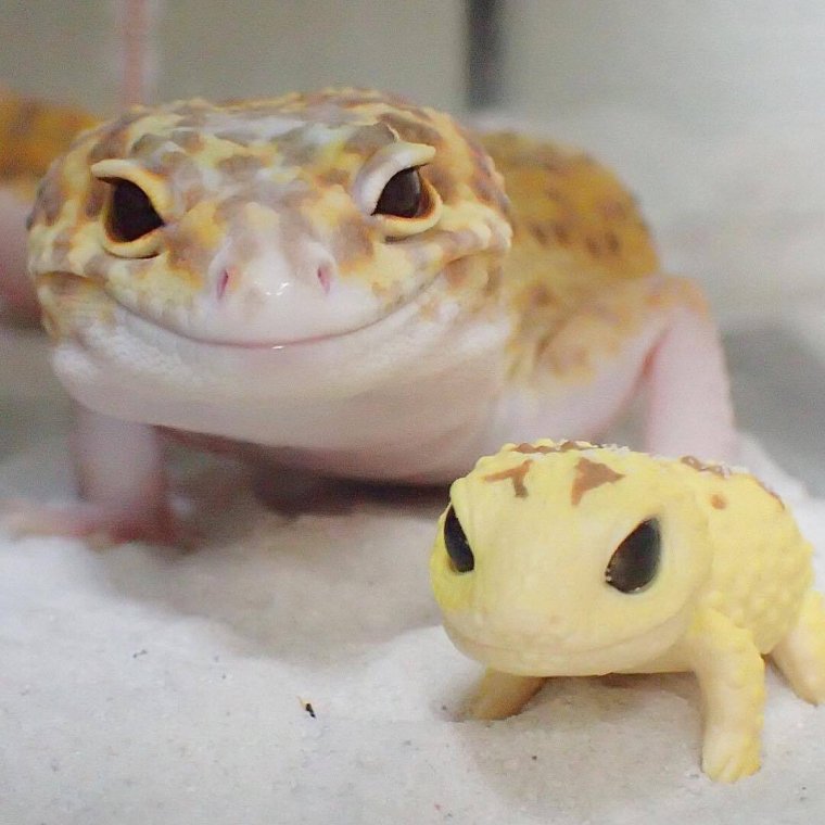Геккон эублефар улыбается