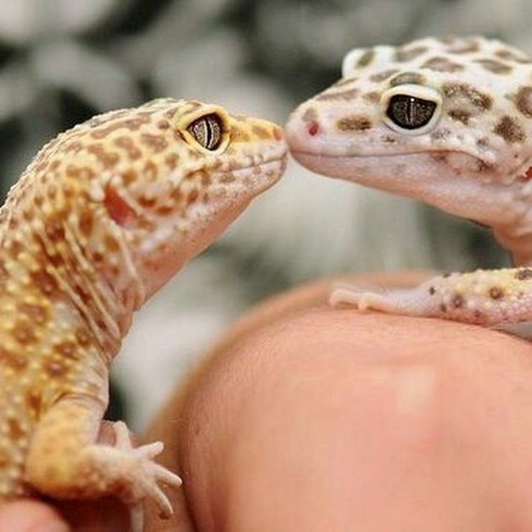 Геккон эублефар милые