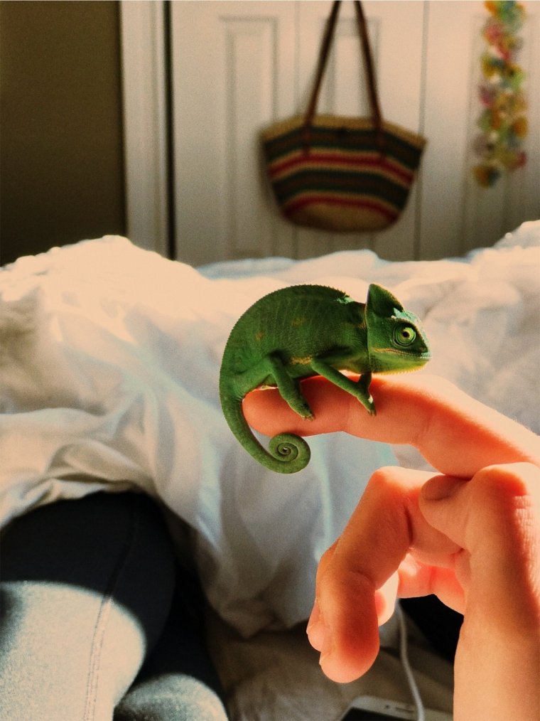 Вечеринка животных хамелеон шутка